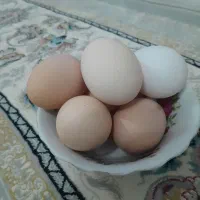 تخم مرغ طبیعی