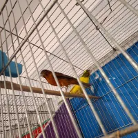 قناری نر و ماده