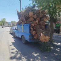 خرید چوبهای درختی  باغی وسقفی  خرید نقدی