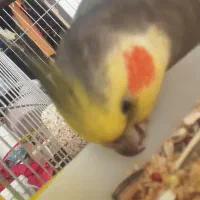 گمشده  پرنده|حیوانات|فسا, |دیوار