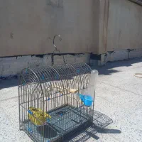 قفس غلامی  سهره  گنبدی ،قناری ، پرنده ۳ باهم فروش
