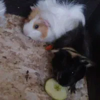 خوکچه هندی|موش و خرگوش|کاشمر, |دیوار