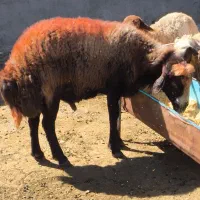 قوچ کار افشاری به ضمانت