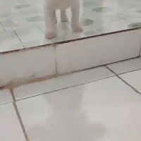 سگ خانگی دوماهه