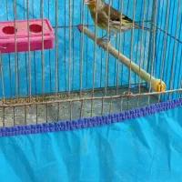 سهره قناری نر