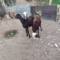 سه تا بره انتیک هم براکش هم داشت سن پنج شیش ماهه