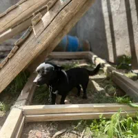 پاکوتاه فیندو نر|سگ|میاندوآب, |دیوار