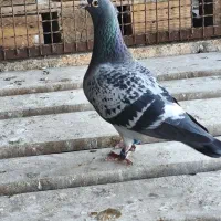 نر 2021عربستان از قهرمان علی مقداد