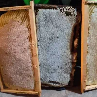 عسل صد در صد طبیعی با ضمانت