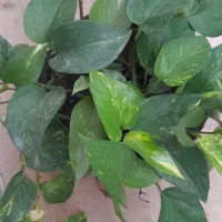 گل های آپارتمانی|گل و گیاه طبیعی|رویان, |دیوار