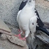 کفتر|پرنده|خمیر, |دیوار