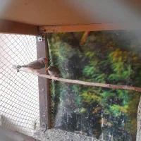 فنچ رو تخم کارداده|پرنده|پاکدشت, شهرک انقلاب|دیوار