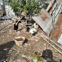 خروس دورگ لاری