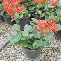 گلدان قاشقی گلدار