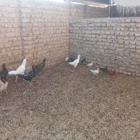 مرغ خروس جوجه محلی|حیوانات مزرعه|تربت جام, شاد|دیوار