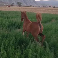 فروش کره مادیان ترکی