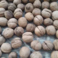 گردوی تازه