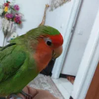 طوطی برزیلی سبز ۳۰میلیون مژدگانی|حیوانات|چهاردانگه (تهران), |دیوار