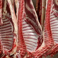 حراج گوسفند|حراج|قزوین, |دیوار