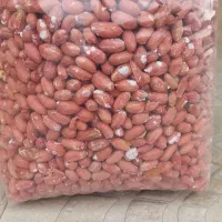 بادام زمینی تفت داده شده/آستانه اشرفیه/درجه کیفیA