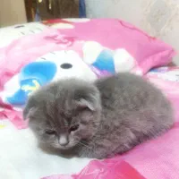 واگذاری گربه اسکاتیش|گربه|کرمان, |دیوار