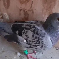 پلا‌کی