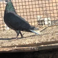 کفتر جوان بی عیب  ۰۰