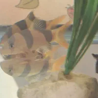 لوچ دلقک ، کت پتریکولا ، پوزه بوته ای