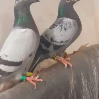 نروماده المانی