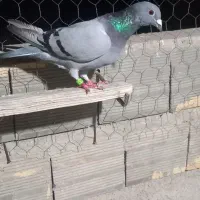 دوبرماده