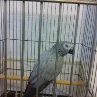 یک عدد کاسکو دم قرمز|پرنده|رشت, کوی قدس|دیوار