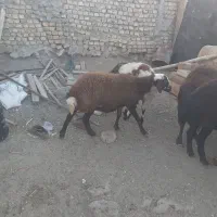 بره ماده پلنگی دوتاش سه ماه قوچ خورده|حیوانات مزرعه|خنداب, |دیوار