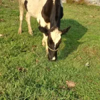 گاوهلشتاین|حیوانات مزرعه|آستانه اشرفیه, |دیوار