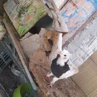 کبوتر|پرنده|جم, |دیوار