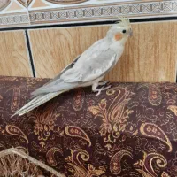 عروس هلندی دستی