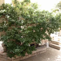 ۹۶ متر کلنگی|فروش زمین و ملک کلنگی|تهران, هاشم‌آباد|دیوار