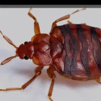 سمپاشی حشرات سم پاشی ساس سوسک تضمینی