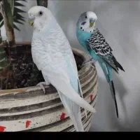 مرغ عشق