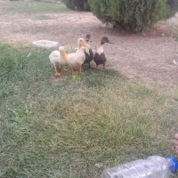 اردک ۴ماهه