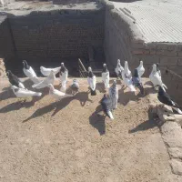 کبوتر جفتگاه و پرشی