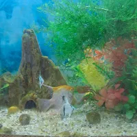 انواع ماهی زبرا ،آنجل سه خط ،آنجل مولد کله پرتقالی|ماهی|ملکان, |دیوار