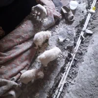 سگ پشمالو|سگ|آستانه اشرفیه, |دیوار