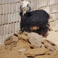 فروش کولار و بز جوان ترکی قصابی|حیوانات مزرعه|رحمتآباد, |دیوار