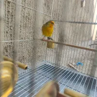 سهره قناری دهن سهره|پرنده|ری, علایین|دیوار