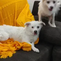 ۲ عدد سگ پا کوتاه سفید