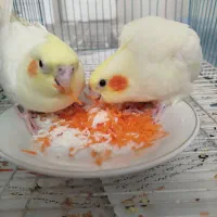 عروس هلندی لوتینو اهلی سه میلیون و چهارصد