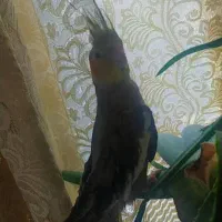 عروس هلندی|پرنده|محمدیه-قزوین, |دیوار