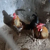خروس