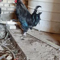 خروس مرندی|حیوانات مزرعه|هندیجان, |دیوار