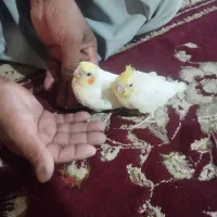 جوجه عروس هلندی اهلی و کفتر کبوتر و خروس ،